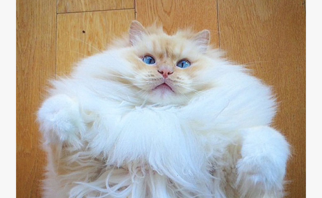 floof cat